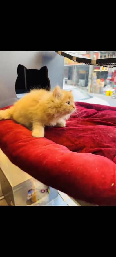 persian cat for sale MywatsapppNumber 0309-37-13-656