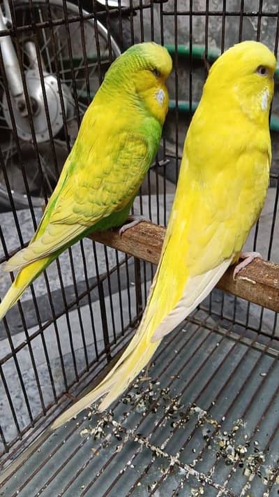 Under exhibition Breeder pair