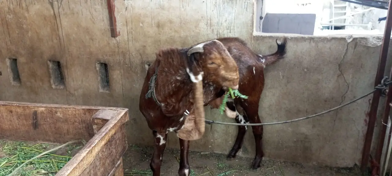 Makki Cheena | Desi Cross Bakra Available | Goats | bakea | desi bakra — photo 5