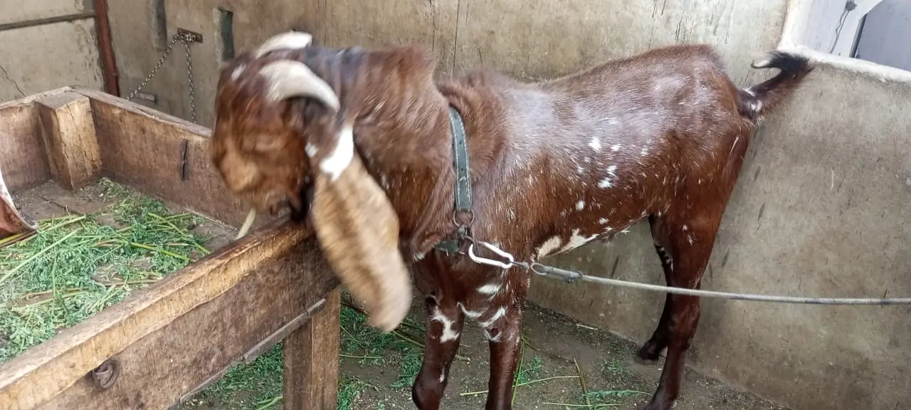 Makki Cheena | Desi Cross Bakra Available | Goats | bakea | desi bakra — photo 6