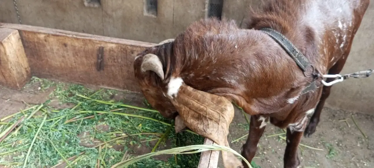 Makki Cheena | Desi Cross Bakra Available | Goats | bakea | desi bakra — photo 7