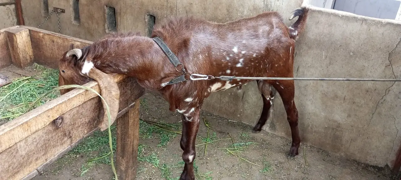 Makki Cheena | Desi Cross Bakra Available | Goats | bakea | desi bakra — photo 8