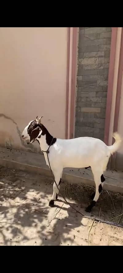 bakri for sell. . .