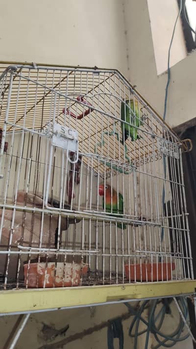 pair lovebird fully active