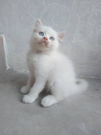 Persian
