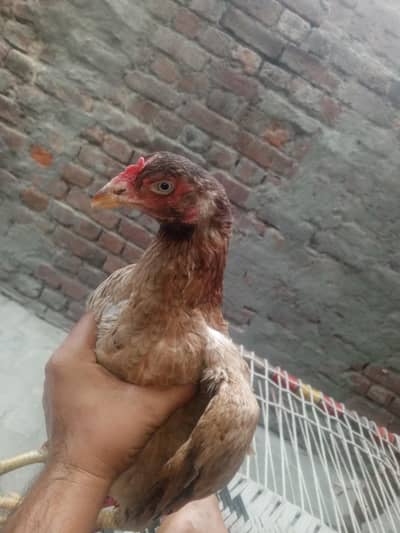 For sale