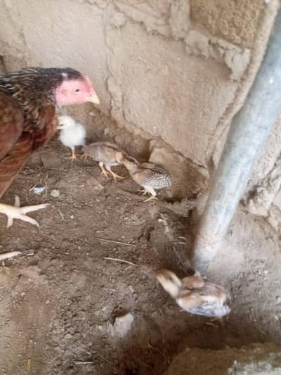 4 Aseel Chicks For Sale