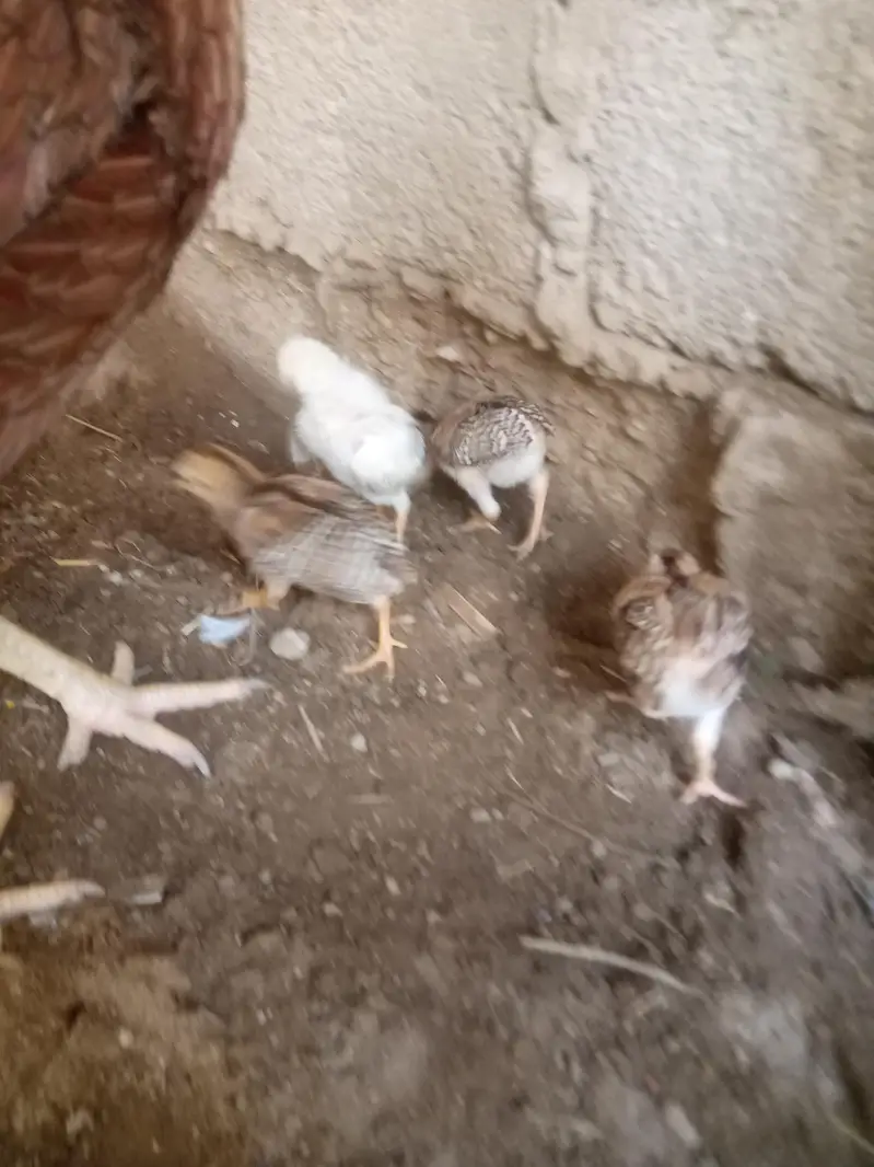 4 Aseel Chicks For Sale — photo 2