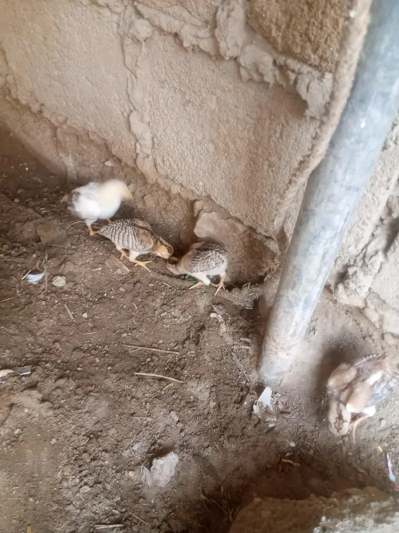 4 Aseel Chicks For Sale — photo 3