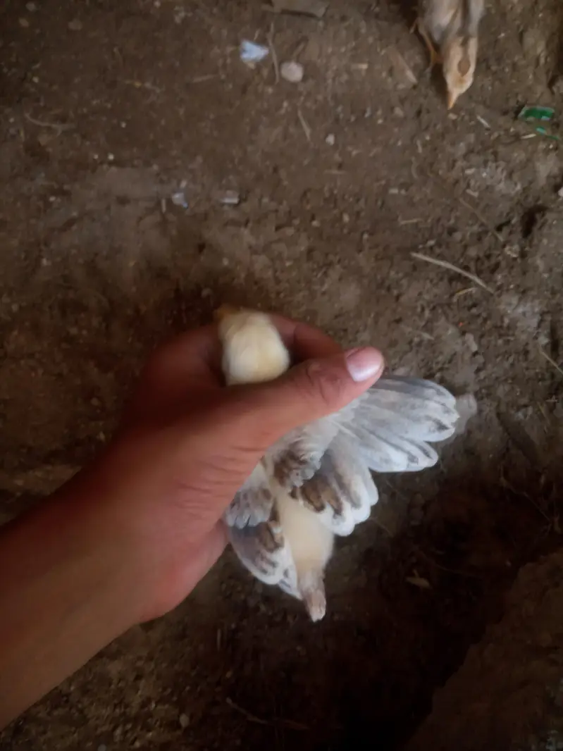 4 Aseel Chicks For Sale — photo 4