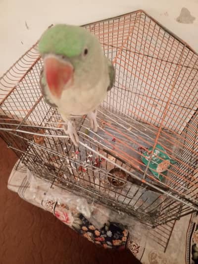 12 month ka kashmiri raw parrot  for sale h