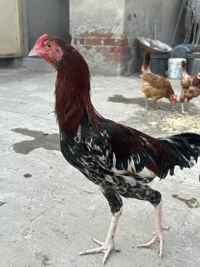 Aseel cross desi hens for sale  kurak hen also available