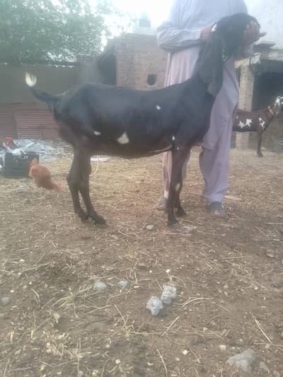 Beautiful Amritsari beetal bakri for sale 3 month plus pregnant