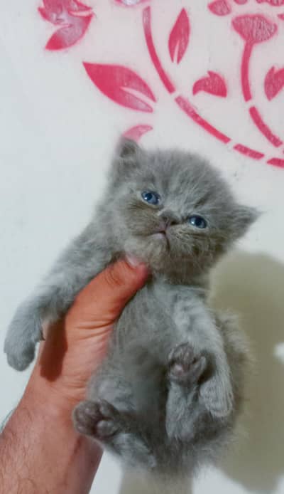 Persian kitten/ Tripple coated persian kitten/  persian Grey kitten/pu