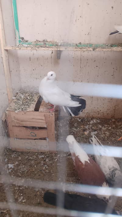 lakka or mix pigeon hy