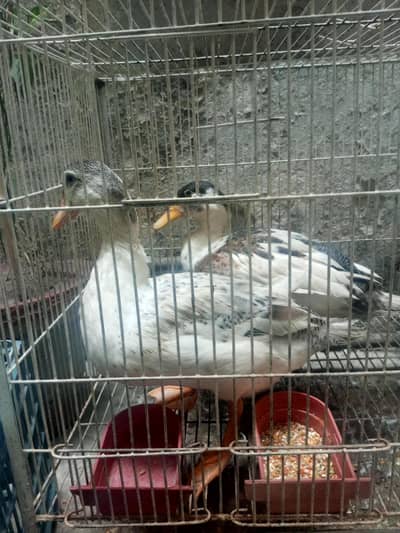 2 Health male ducks for sale