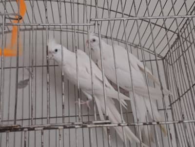 Eno Cockatiels