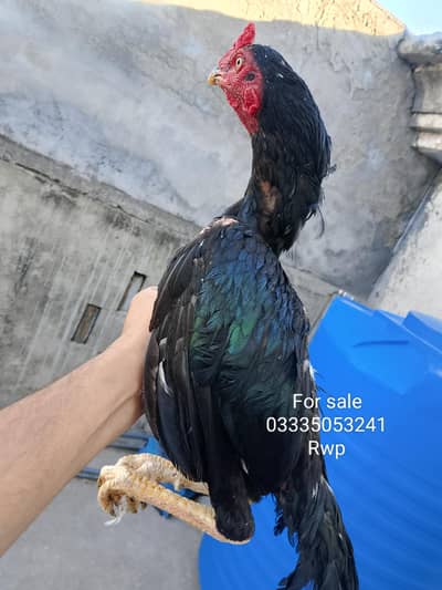 Aseel Pathy for sale