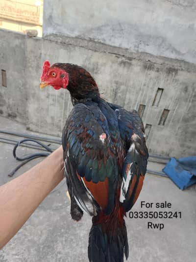 Aseel Patha for sale