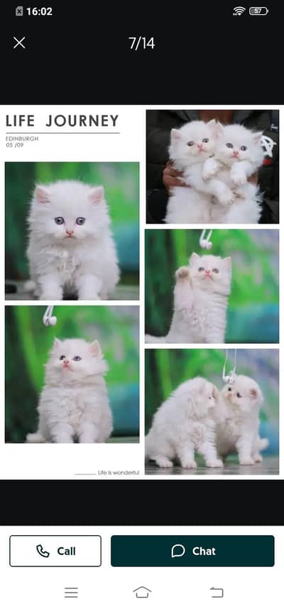 Persian cat for sale male or female my WhatsApp number3/0/9/3/6/2/9454