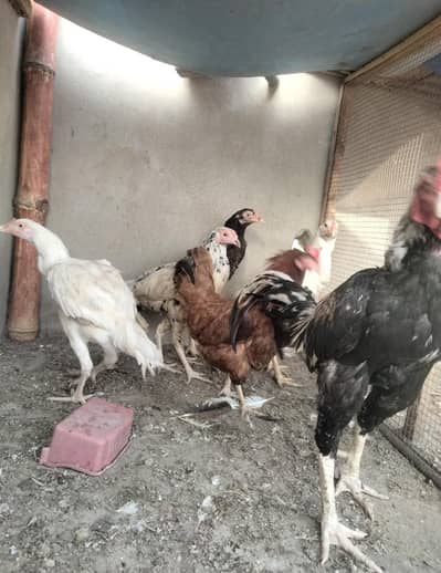 Aseel Heera murghi Jawa murgha And phuliya murghi for sale