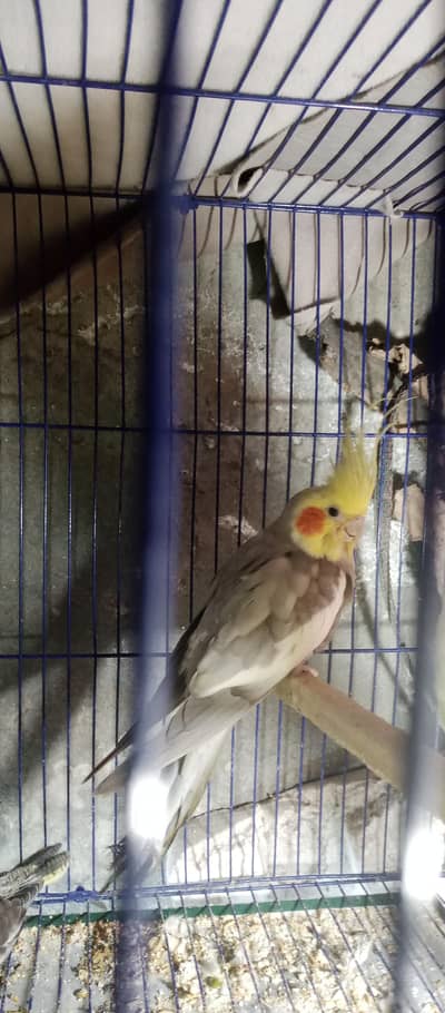cocktail breeder male