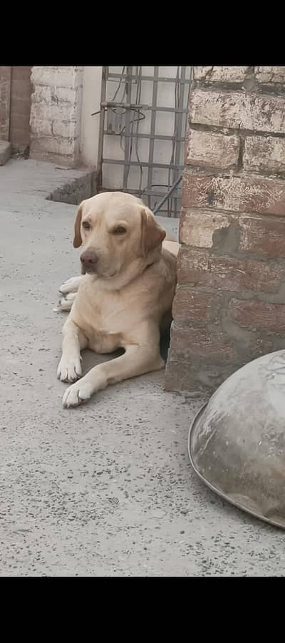 Labra dog stude male