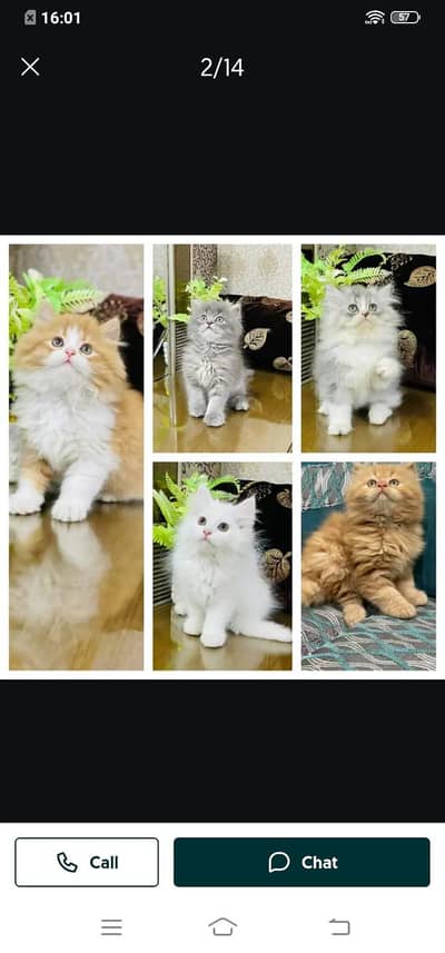 Persian cat for sale male or female my WhatsApp number3093629454