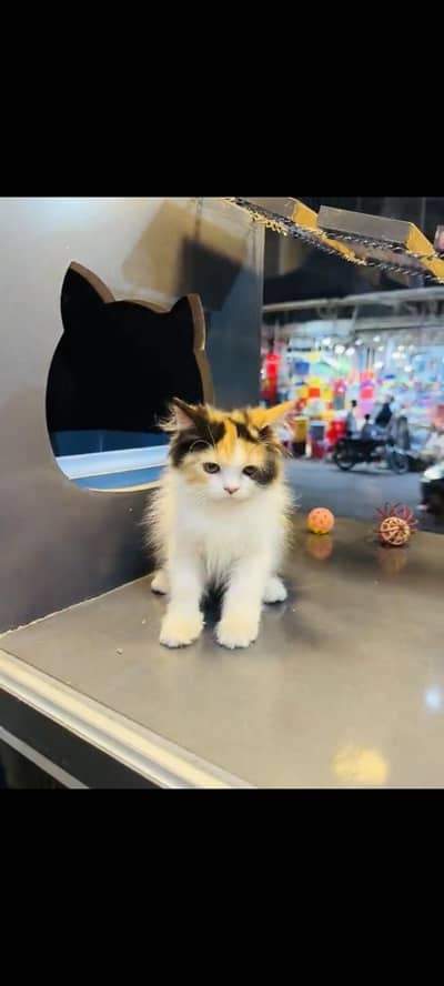 persian cat for sale MywatsapppNumber 0309-37-13-656