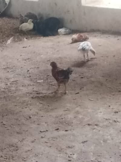 Golden /Misri chicks for sale