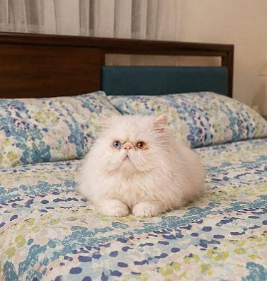 Piki Face Odd eye Stud Male | Peki | Peke | Stud | matting| Persian