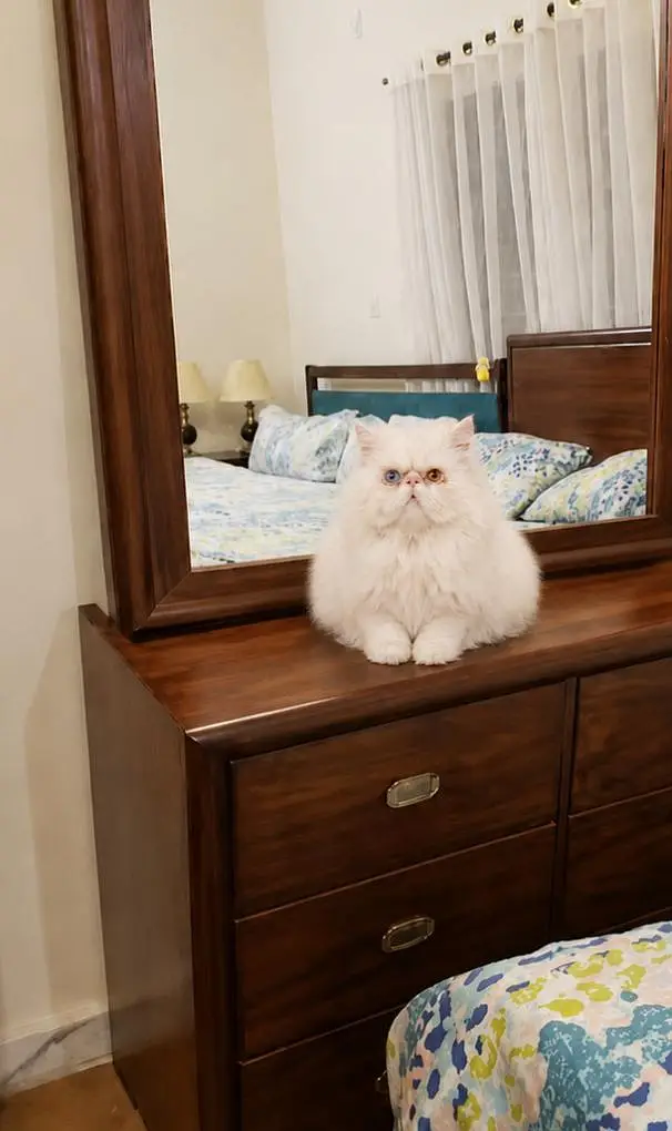 Piki Face Odd eye Stud Male | Peki | Peke | Stud | matting| Persian — photo 2