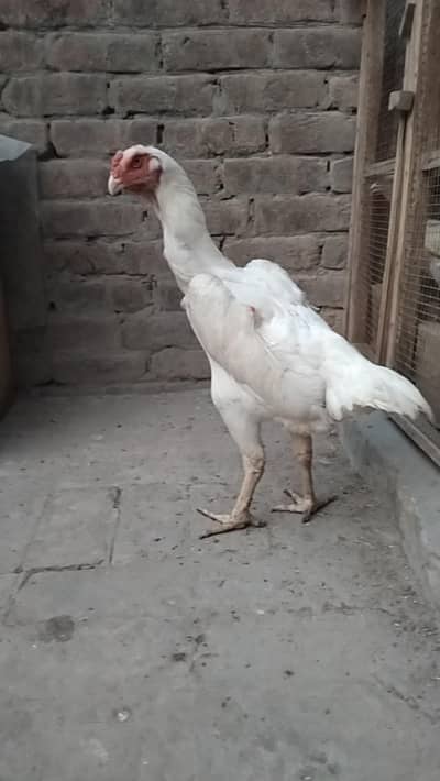 pure white oh shamo female