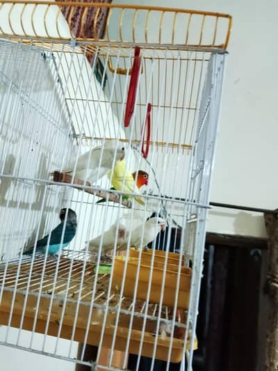 love bird 3 pair sell