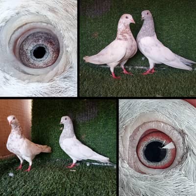 joro waly pigeon / Kabootar | Cage | Pinjra | Jory with cages. . . 1500pr