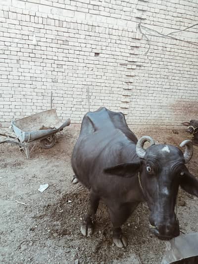 9 months pregnant female buffalo for sale
