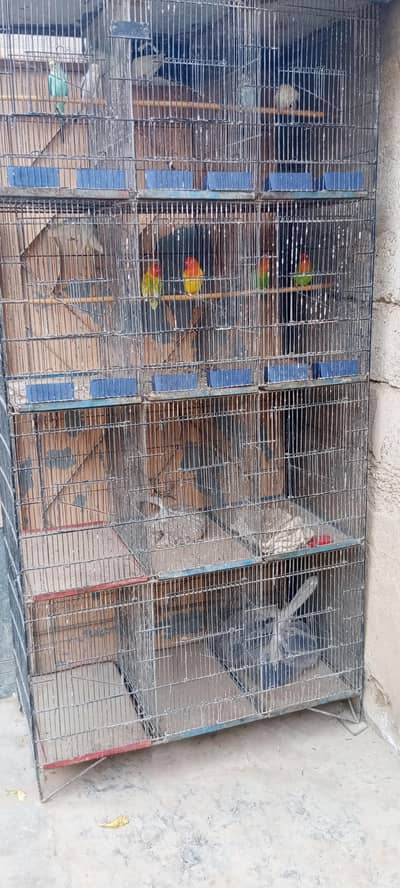 Latino parrots