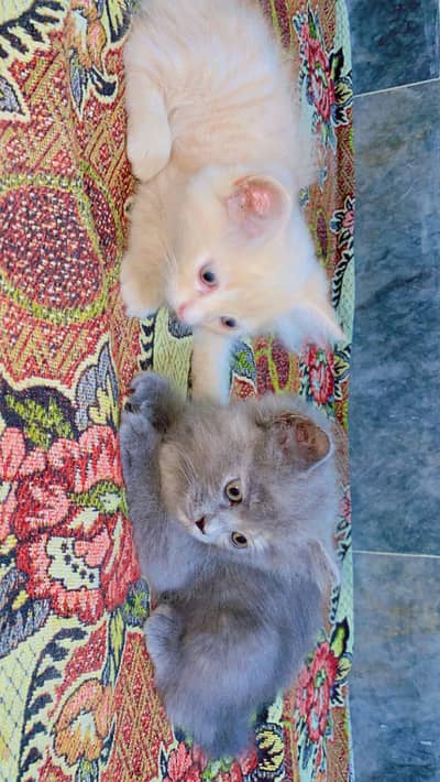 Persian cat double coated for sale