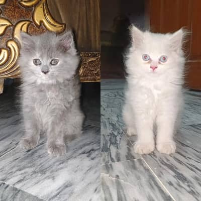 pair of persian kittens
