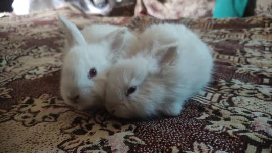 Angora Rabbit | Red eyes Rabbit | Lion head Rabbit