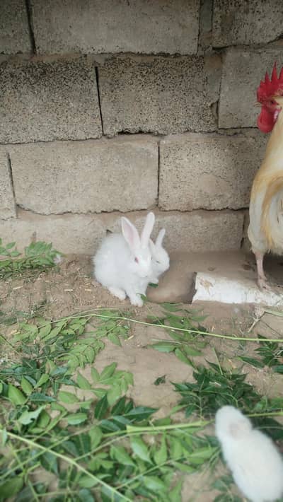 Angora Rabbit | Red eyes Rabbit | Lion head Rabbit