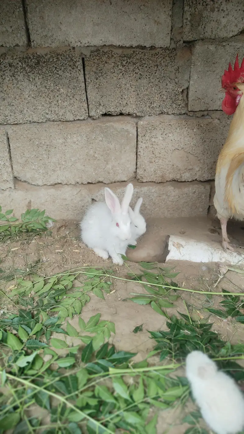 Angora Rabbit | Red eyes Rabbit | Lion head Rabbit — photo 2