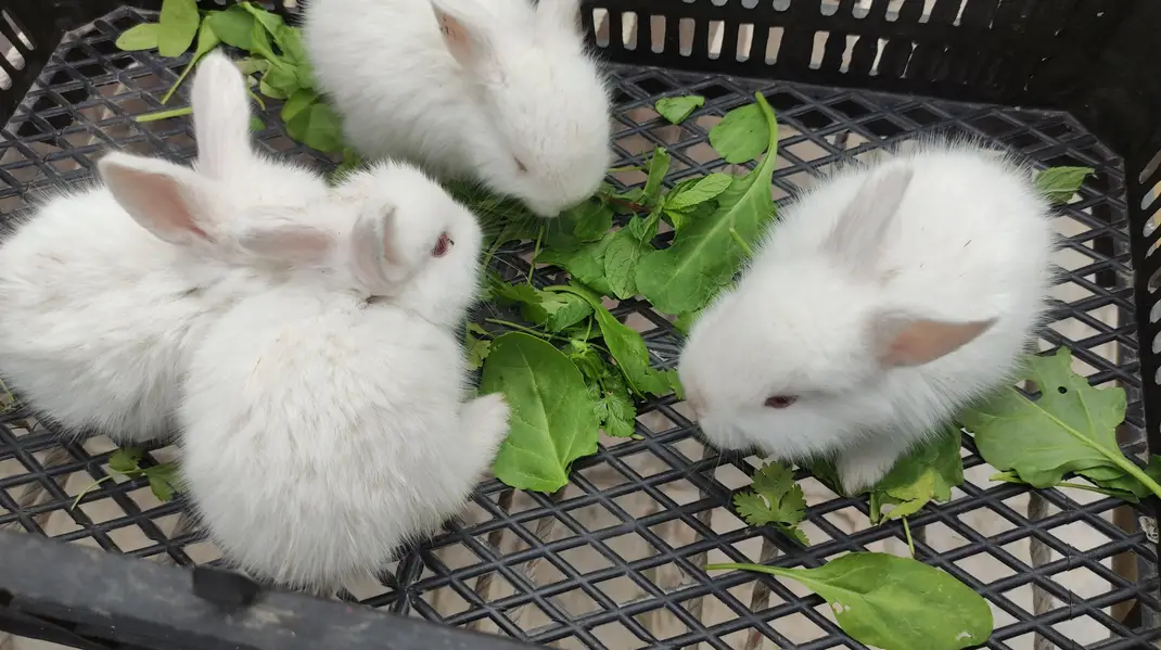 Angora Rabbit | Red eyes Rabbit | Lion head Rabbit — photo 3