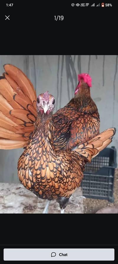 Fancy chick for sale