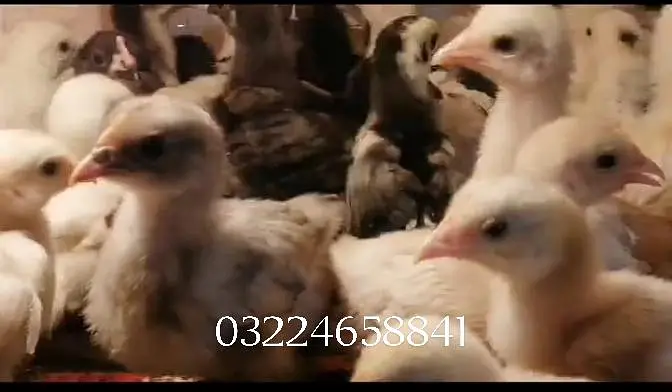 Fancy chick for sale — photo 2
