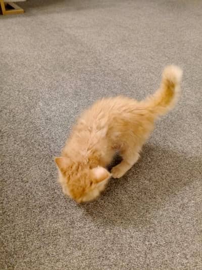 beautiful persion kitten