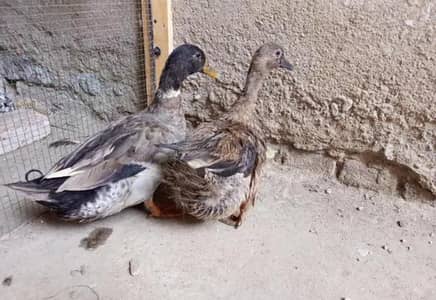 Pair of Duck