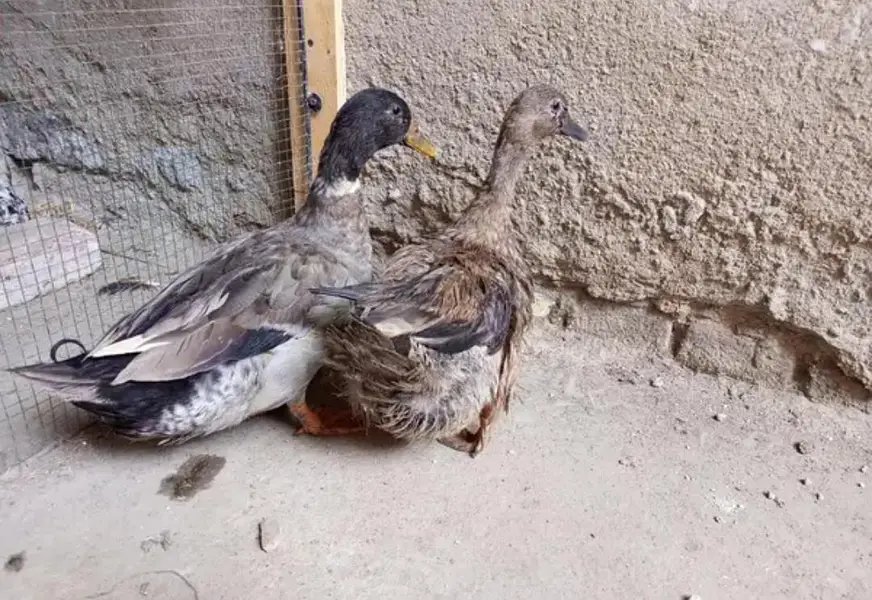 Pair of Duck