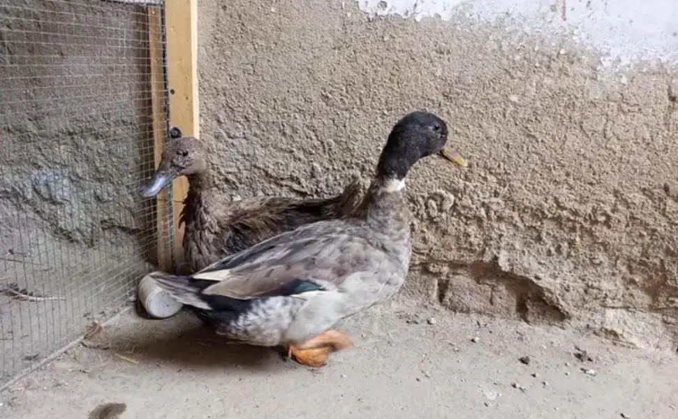 Pair of Duck — photo 2