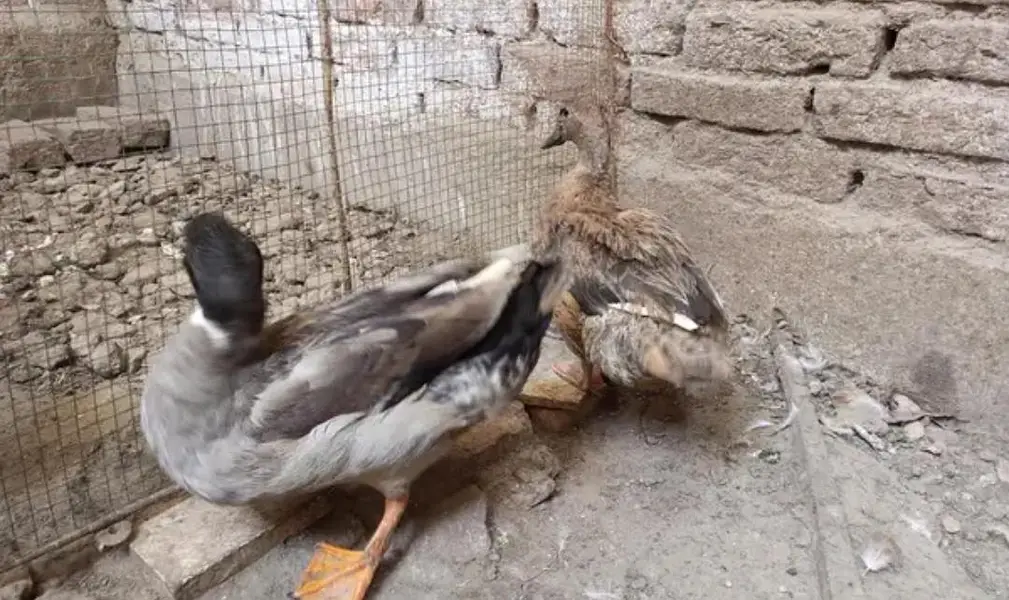 Pair of Duck — photo 3